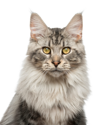 Maine Coon