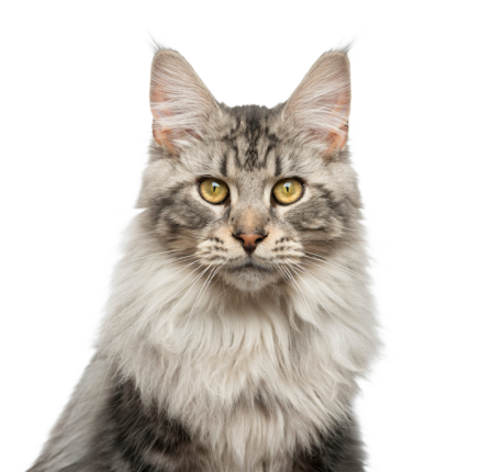 Maine Coon