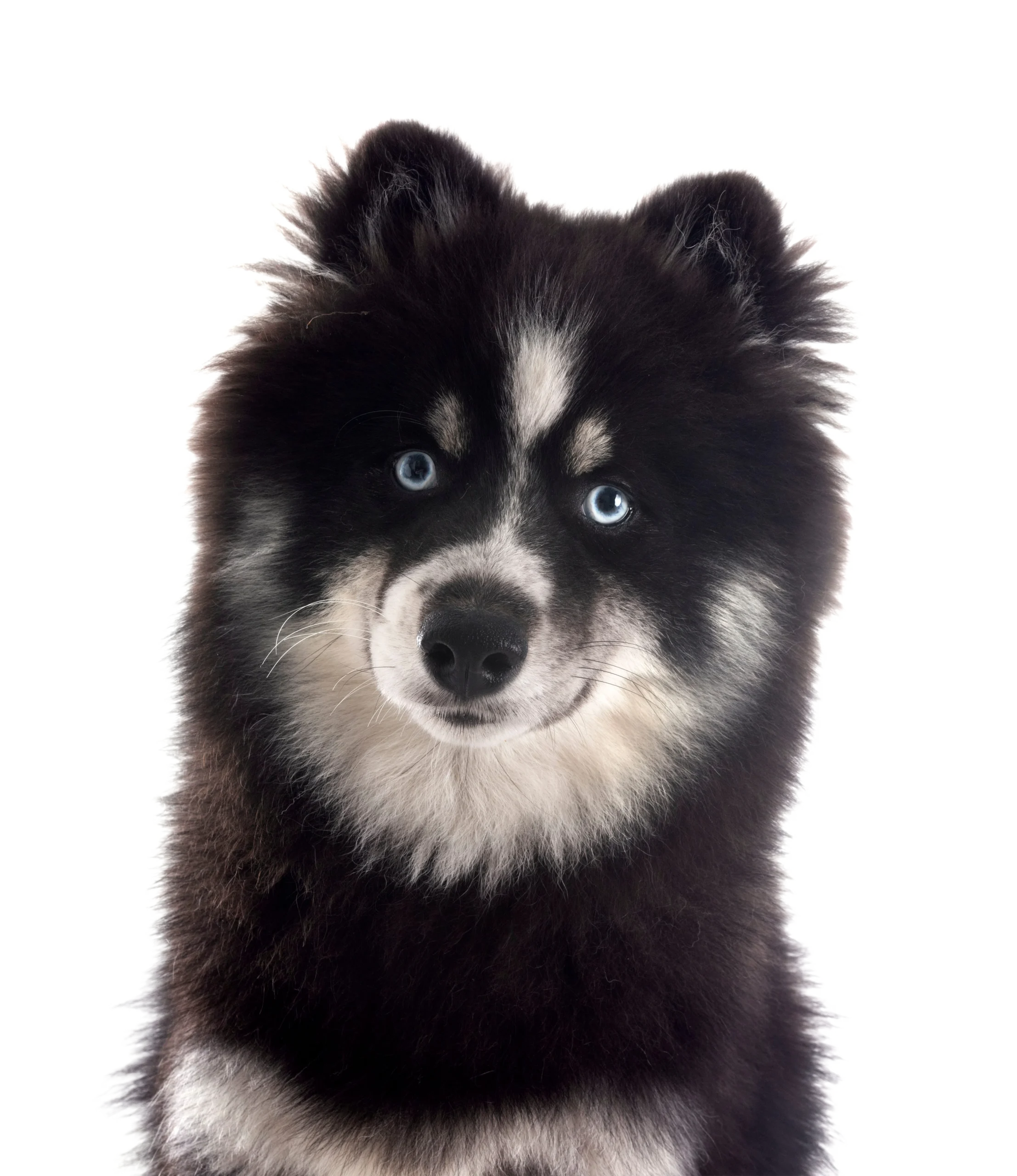 Pomsky