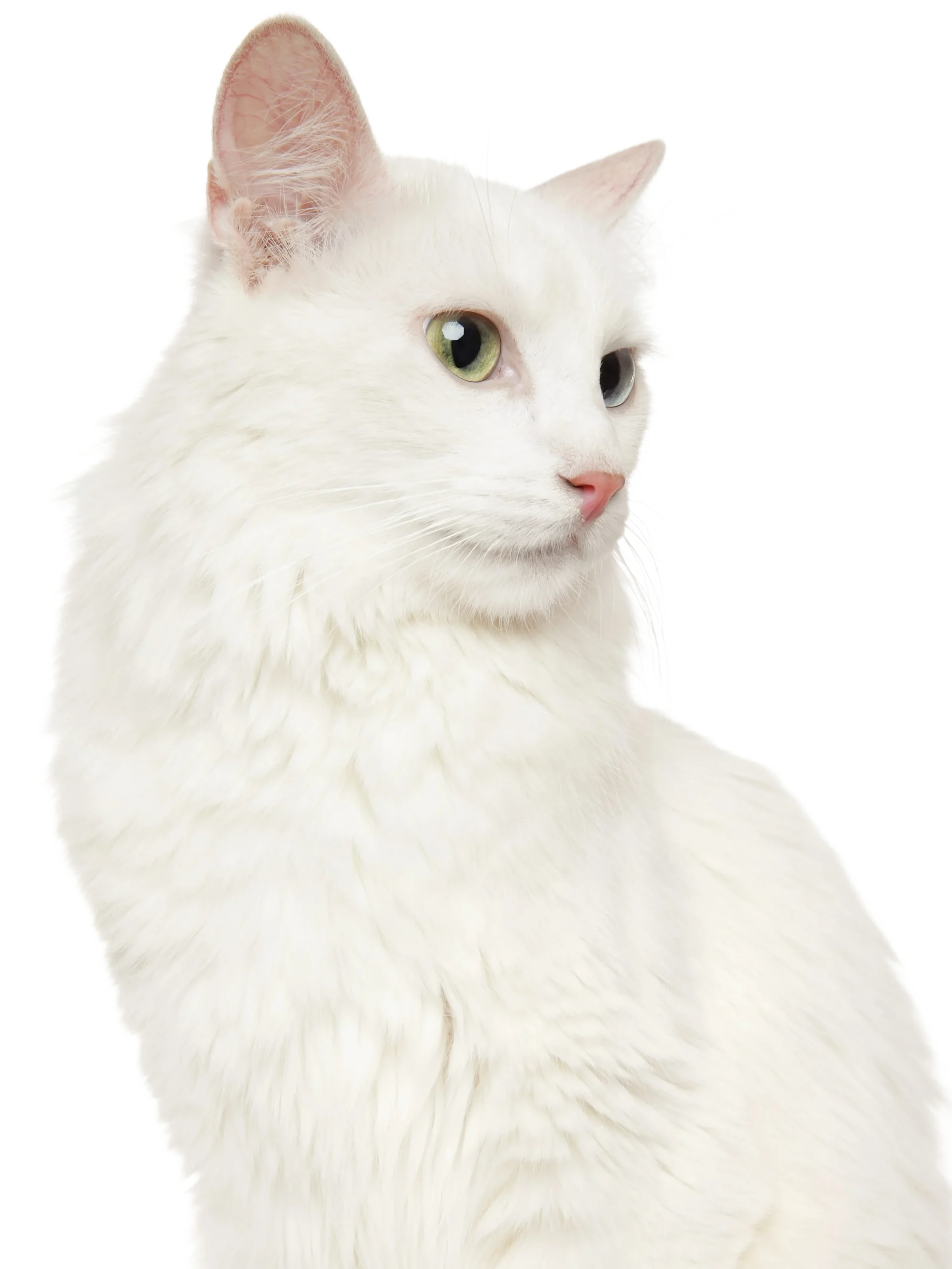angora turc