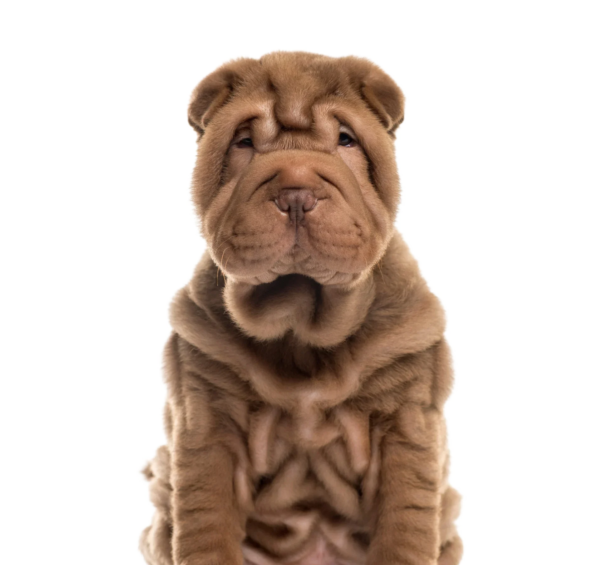 shar-pei