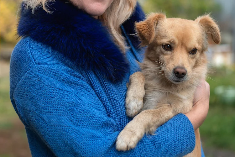 Choisir une assurance santé pour son chien croisé – Santévet