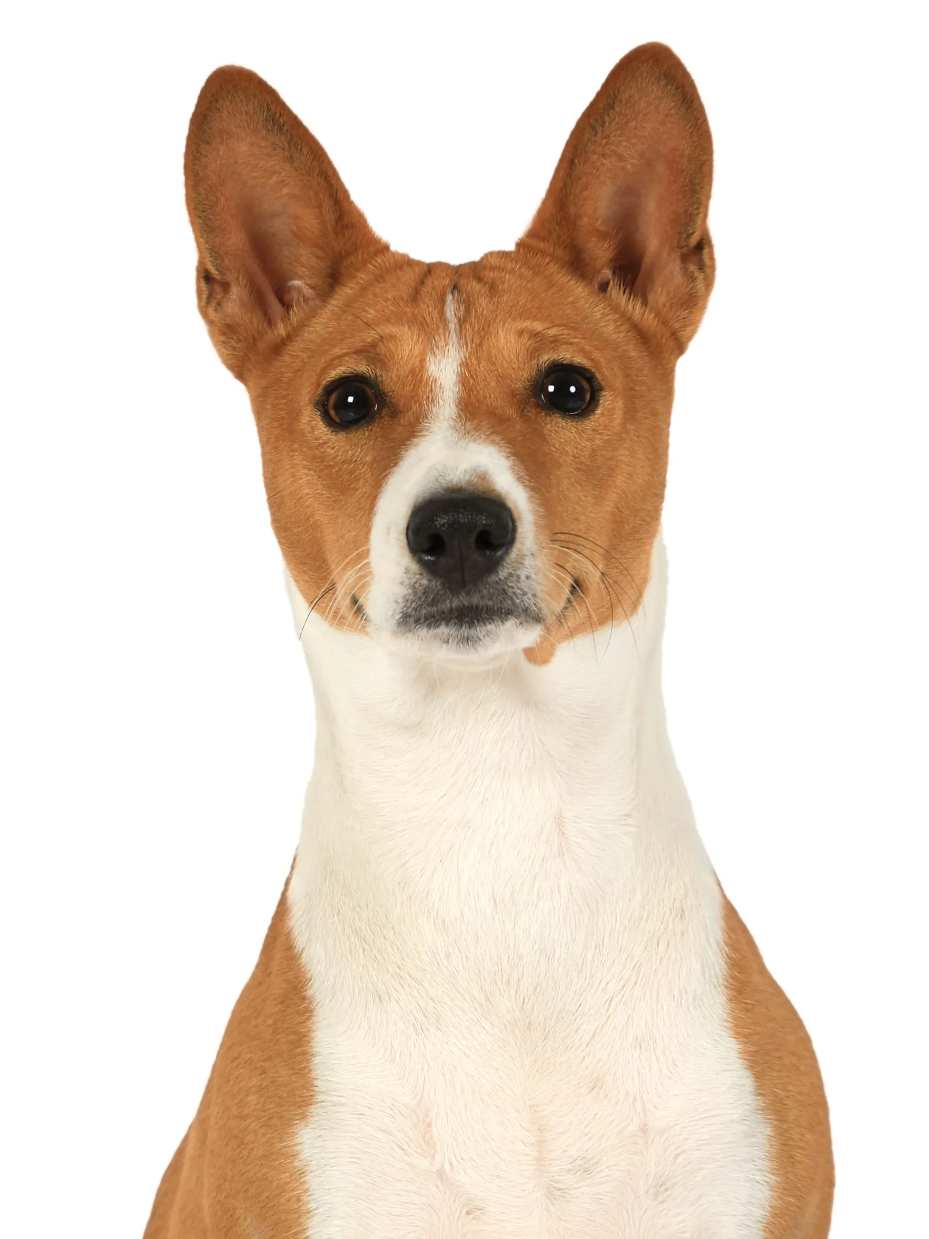 Basenji 