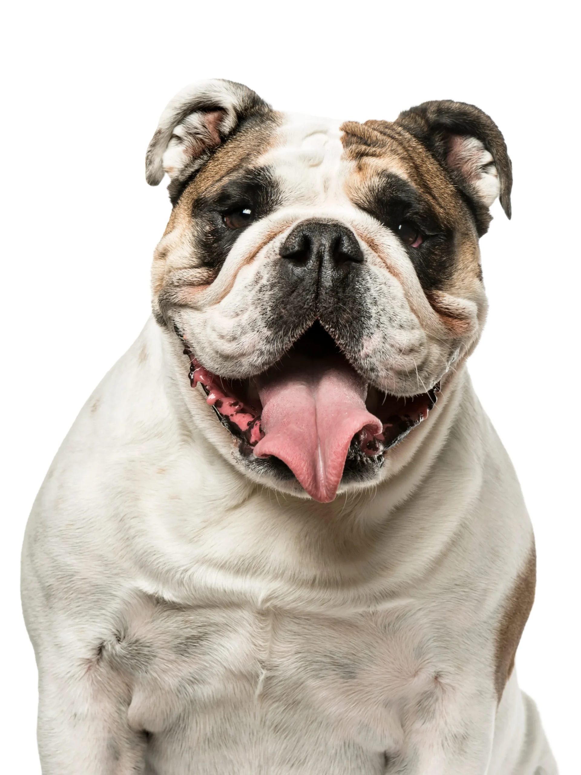 Bulldog Anglais