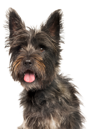 Cairn Terrier