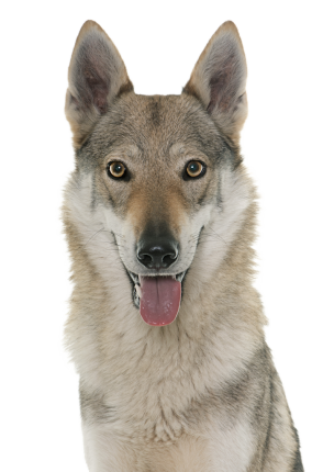 chien loup tchecoslovaque