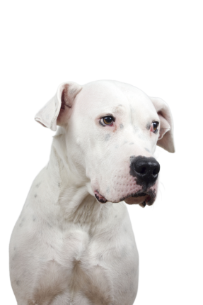 Dogue Argentin 