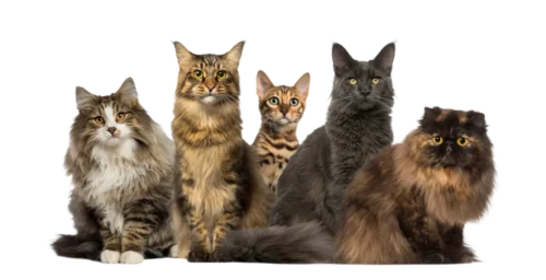 groupe de chat