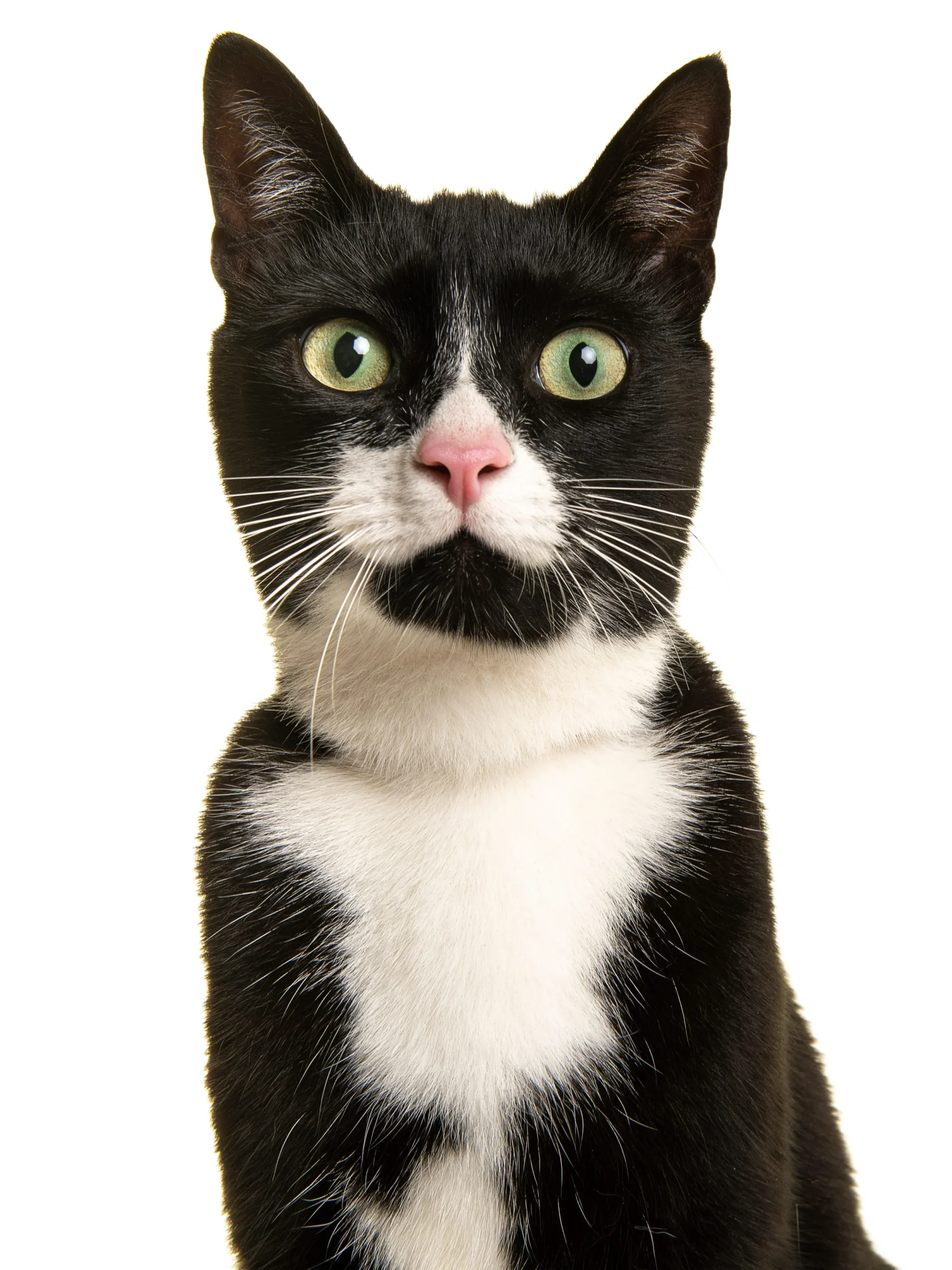 chat noir et blanc