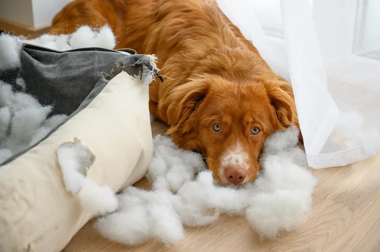 Mon chien a mangé mon canapé : l&rsquo;assurance va t-elle me rembourser ?