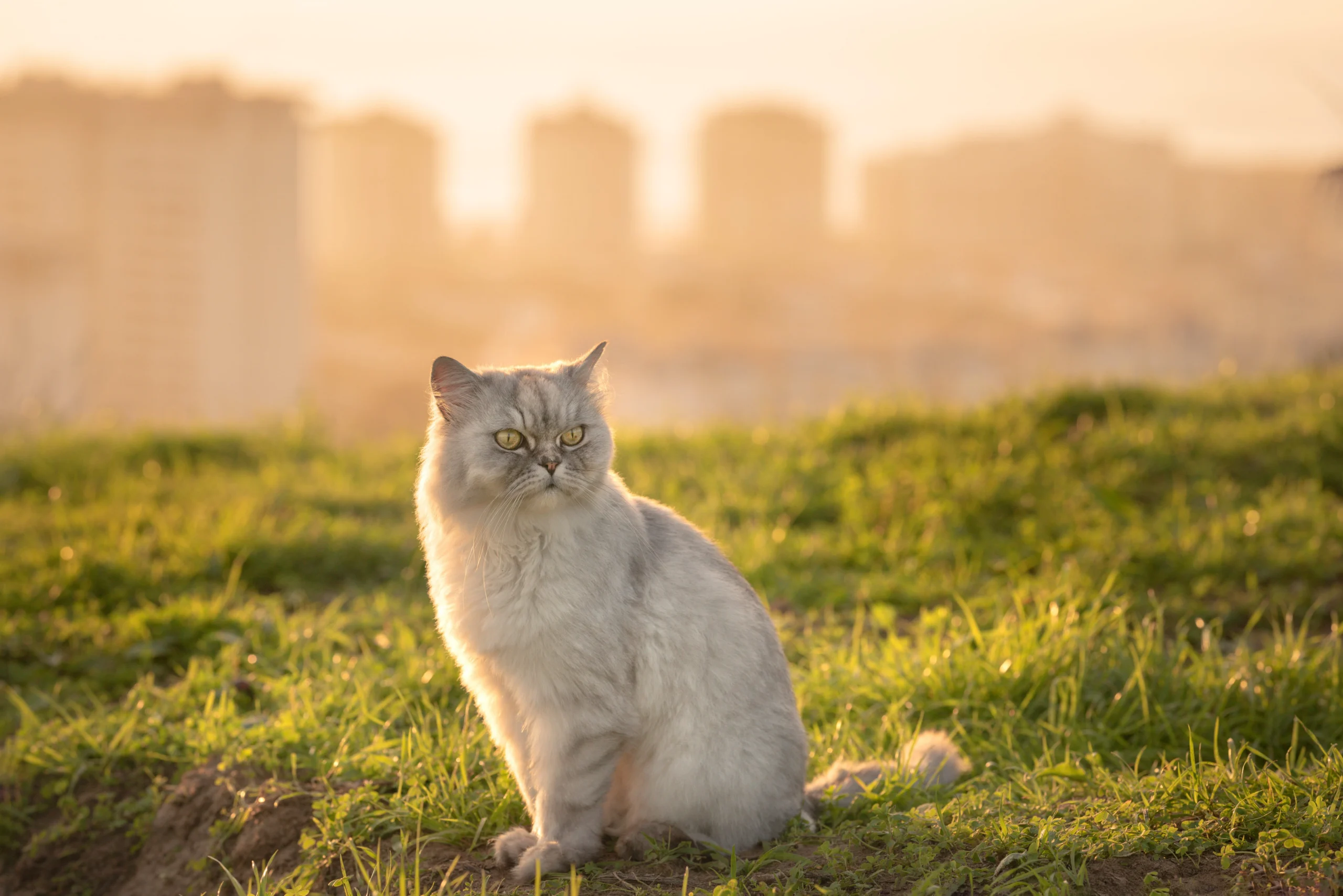 Chat persan dans l'herbe au lever du soleil, une ville est en fond mais floutée