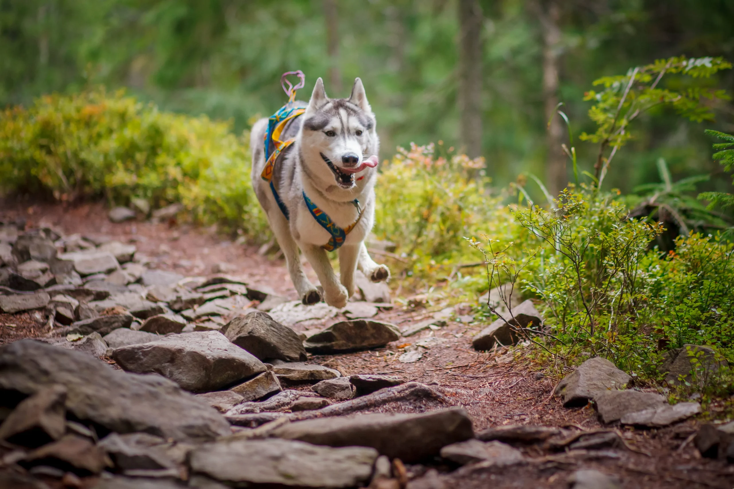 Husky sibérien courant dans la nature
