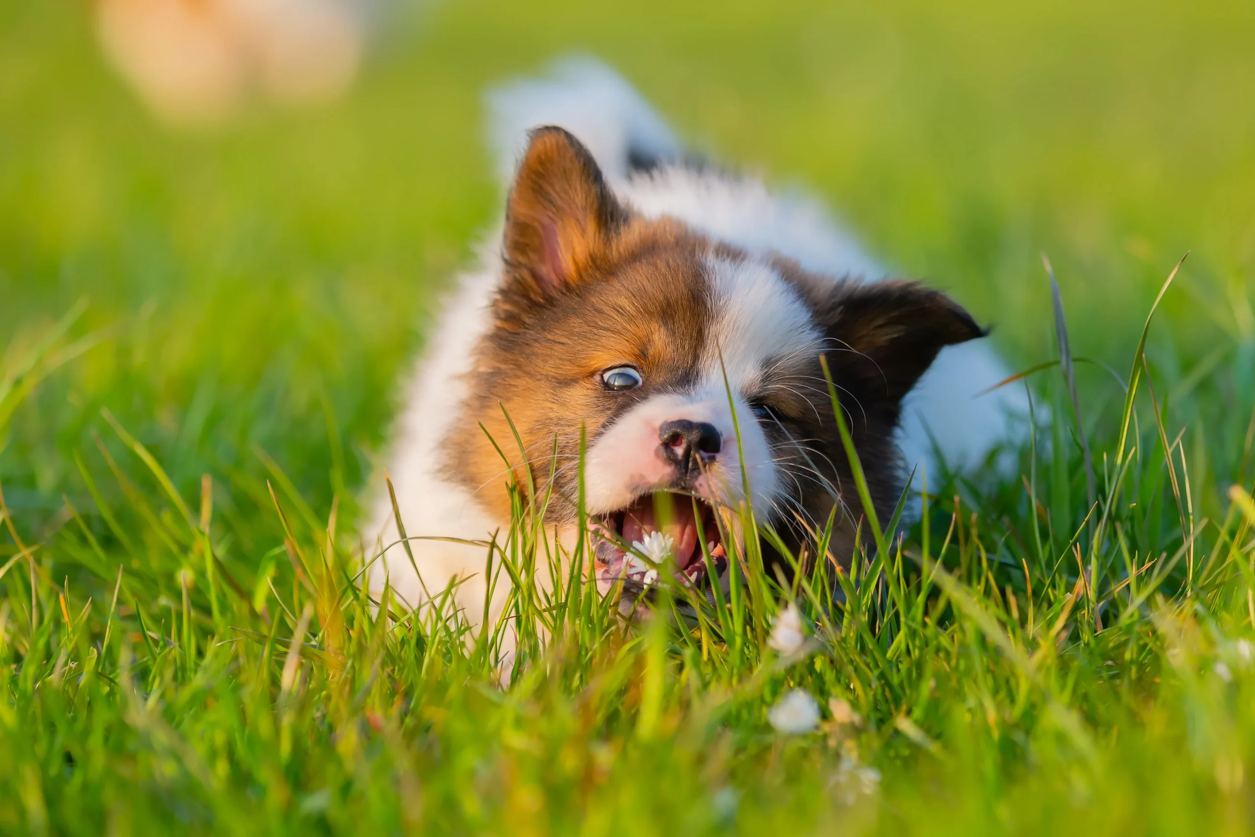 Chiot jouant dans l'herbe