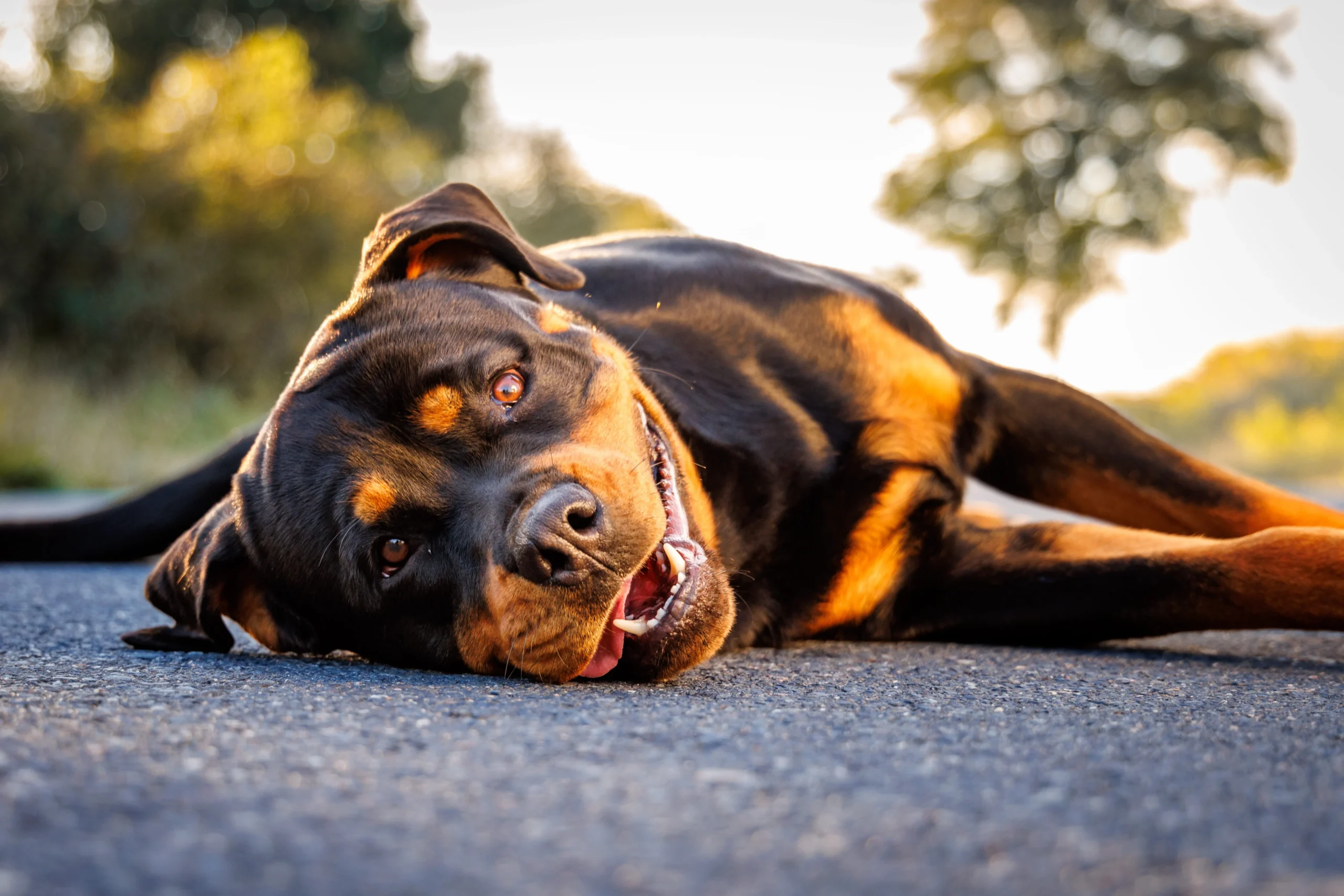 Rottweiler allongé par terre sur une route, l'air heureux et joueur, il fait beau.