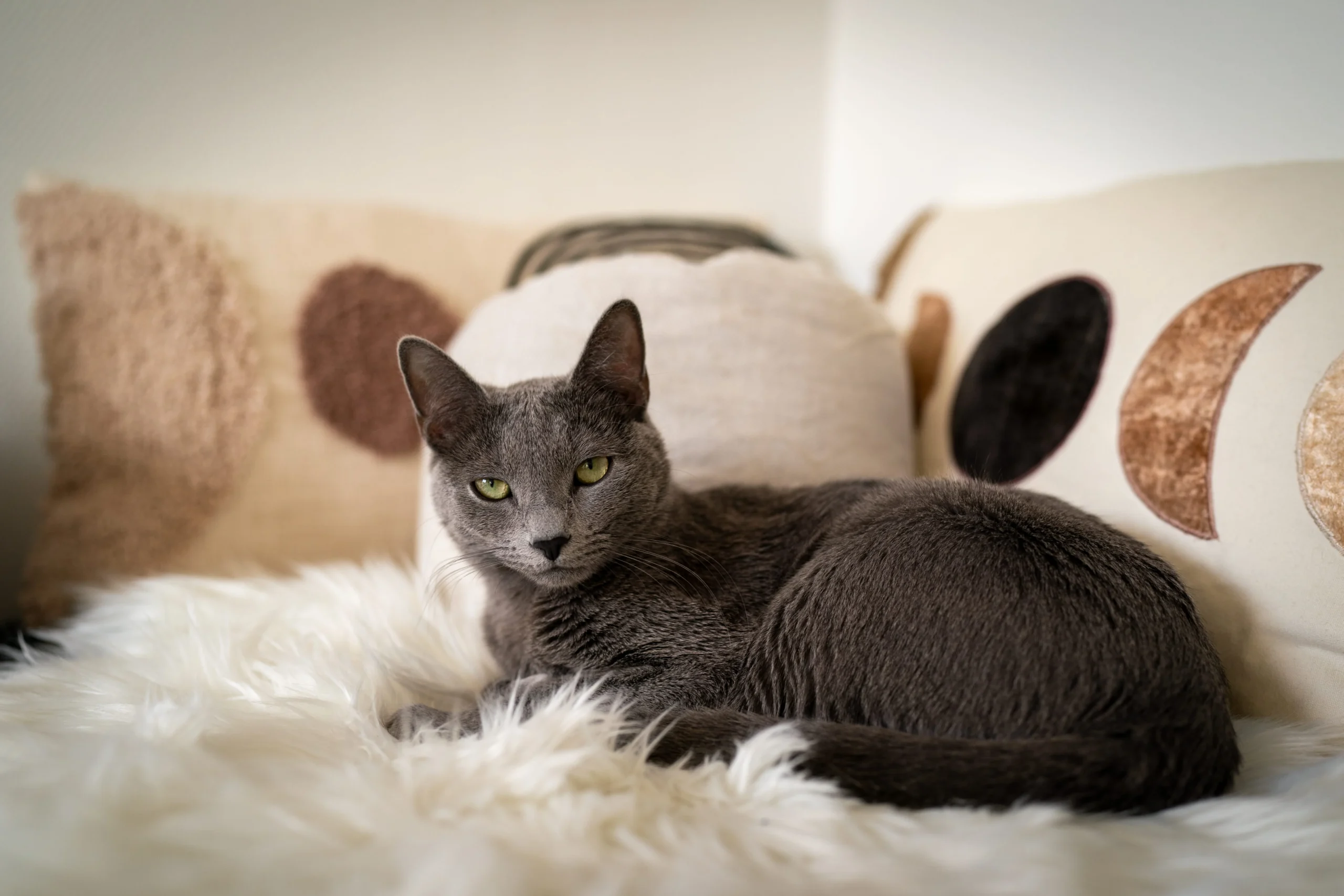 Chat Korat allongé en intérieur